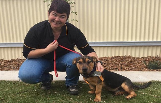 Stray Dog Finishes Australia Half-Marathon, Wins Medal 2 Stormy marathon1