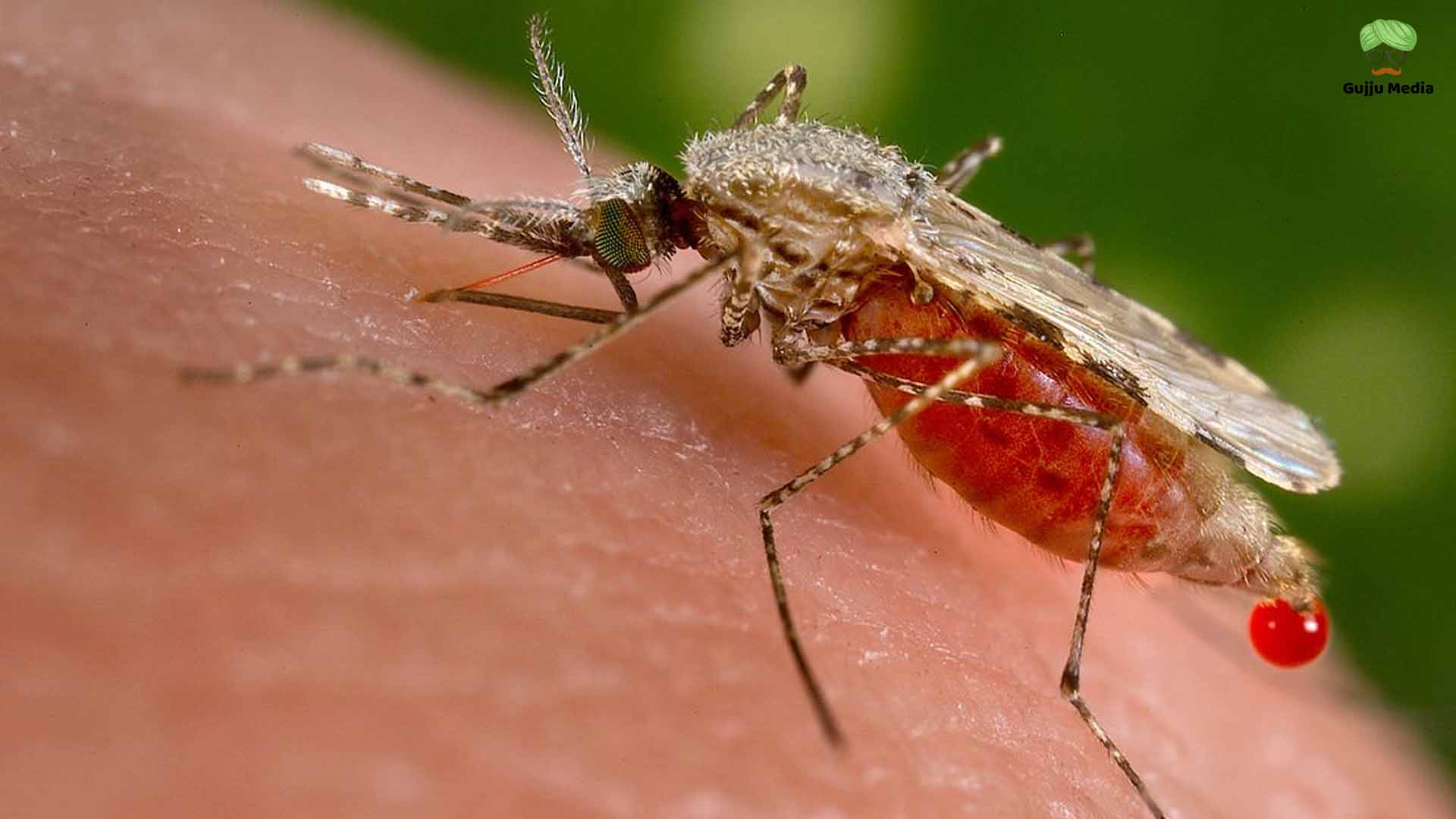 malaria mosquitoes