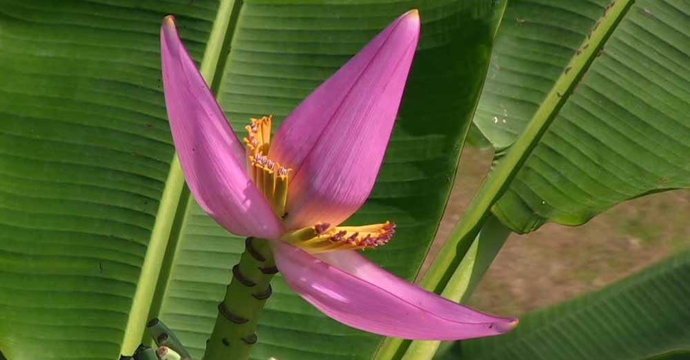 Banana-Flower