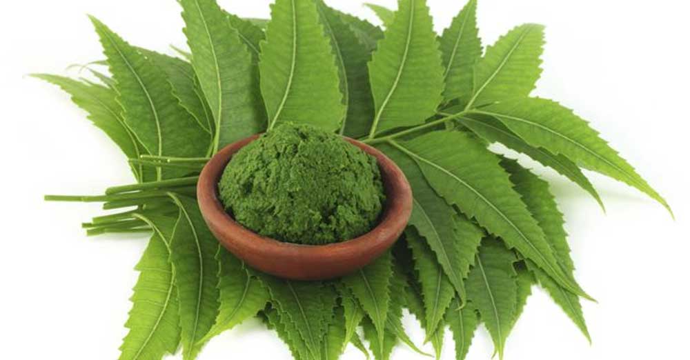 Uses-of-Neem-Powder