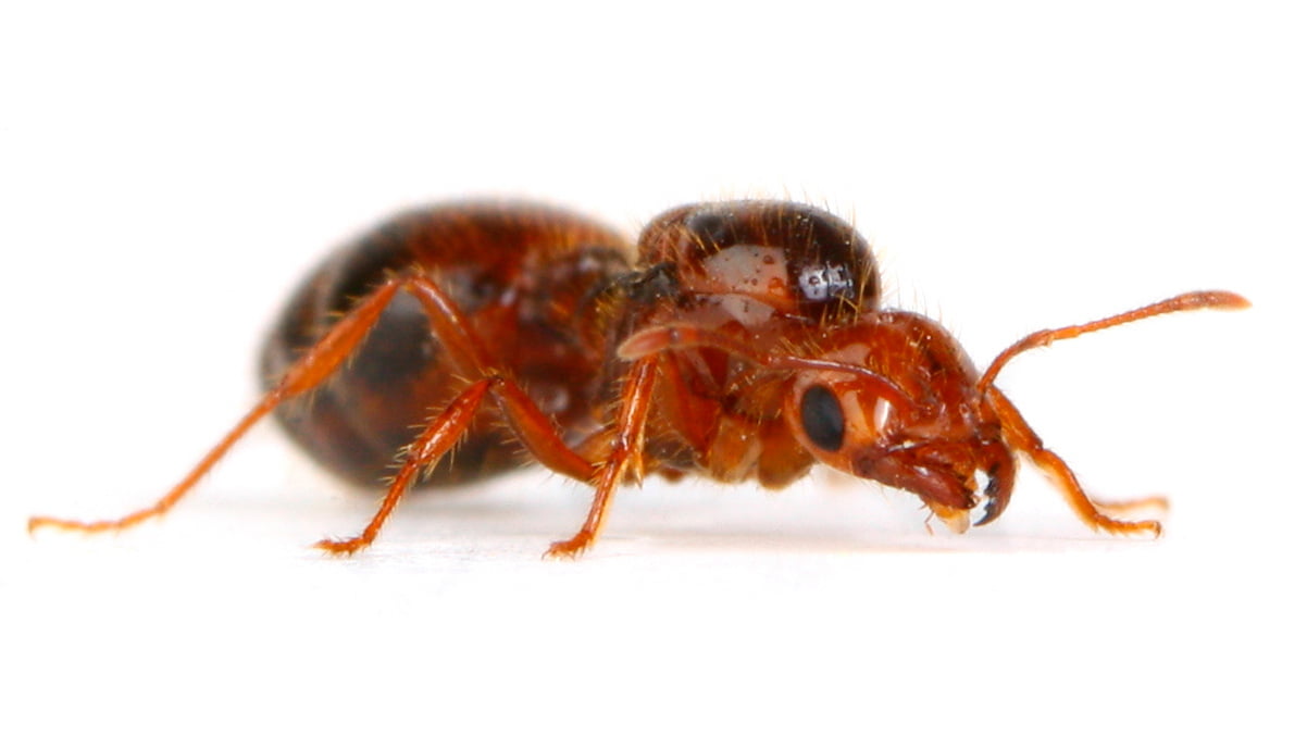 જો ઘરમાં લાલ કીડીઓ હોય તો... 2 Ant 2