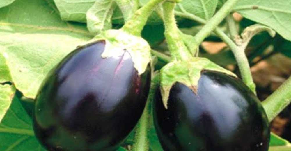 રવૈયા વાનગી: ભરેલા રીંગણાનું શાક 2 Gutti Vankaya Curry 5