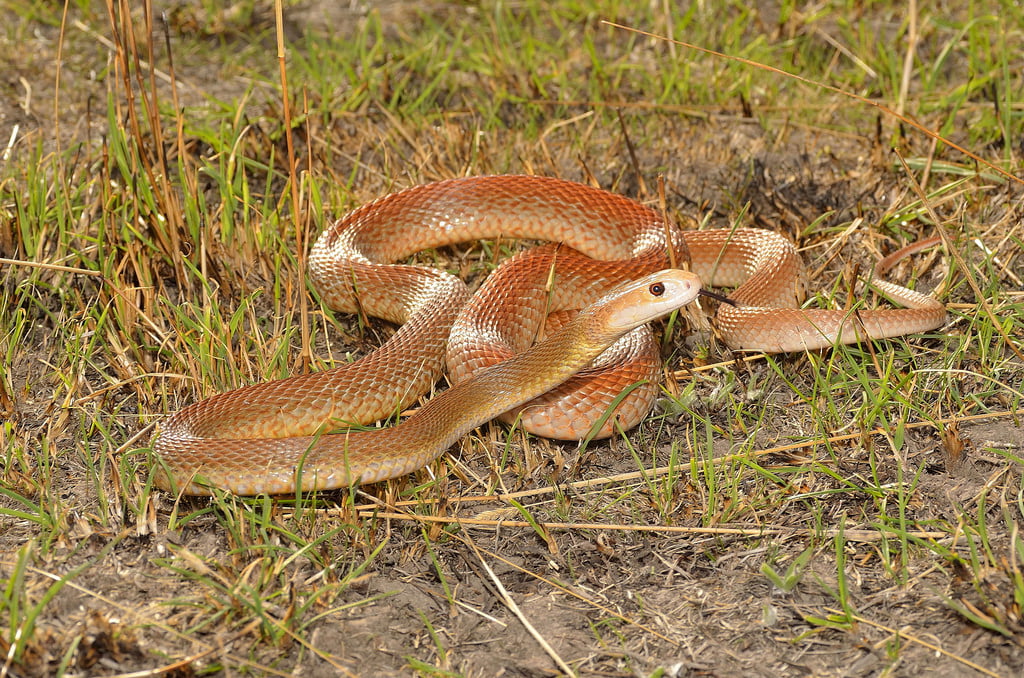 Coastal Taipan