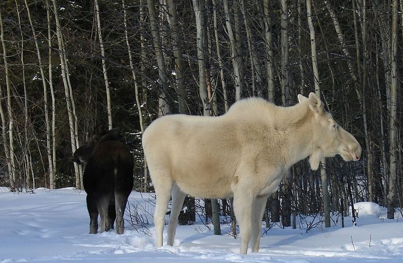 જાણો આલ્બીનિઝમથી જન્મેલા પ્રાણીઓ વિશે........ આ પ્રાણીઓ રંગ વિના પણ છે દુનિયાના સૌથી સુંદર પ્રાણીઓ.... 6 moose 1