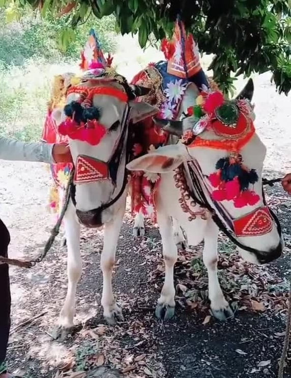 આદિવાસીઓમાં ઉજવાતા પારંપારિક તહેવારો અને લગ્નવિધિ.. 4 Tradition 1 1