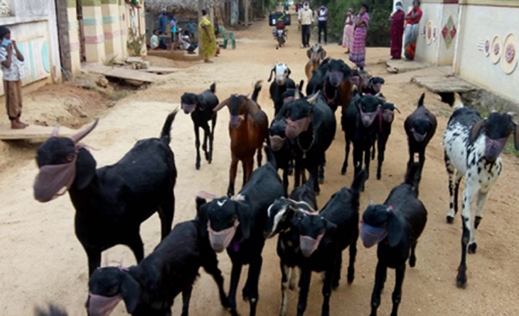 લો બોલો...આ દેશમાં બકરી અને ફળને પણ થયો કોરોના ! 3 1