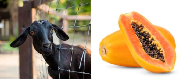 લો બોલો...આ દેશમાં બકરી અને ફળને પણ થયો કોરોના ! 5 goat1 2