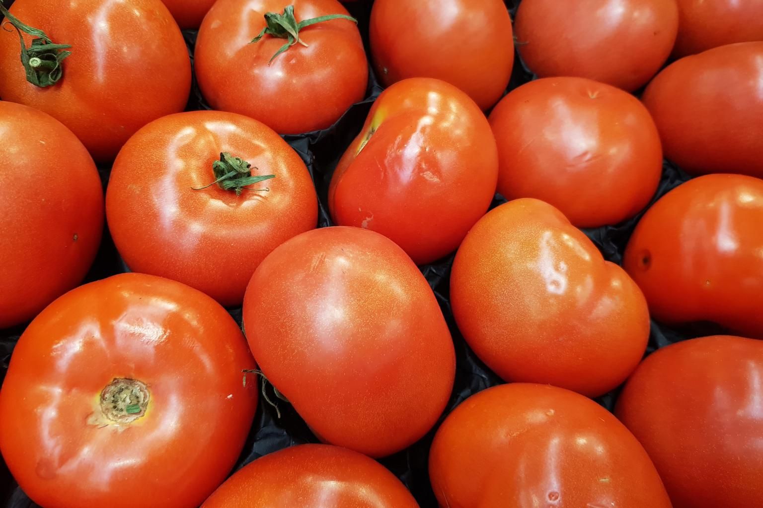 rk Tomatoes 180220