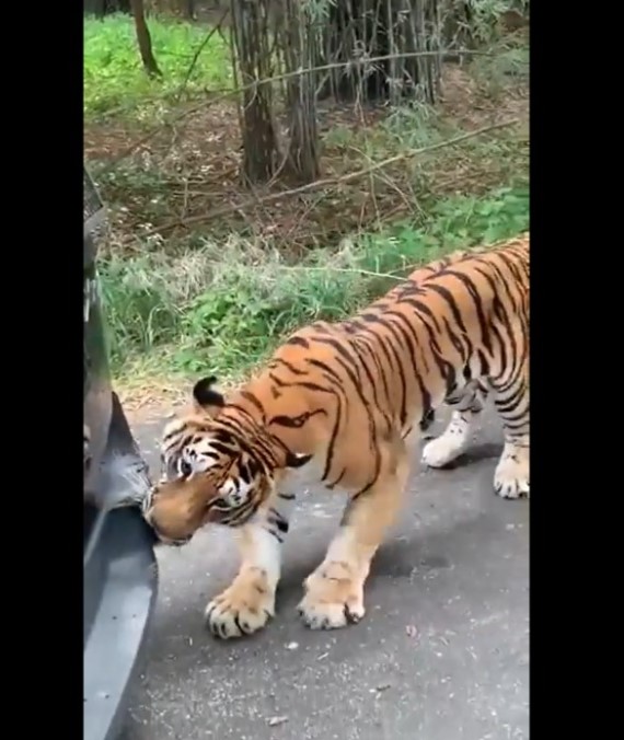 વાઘે તેના દાંતથી પકડી કાર ખેચી લીધી, આનંદ મહિન્દ્રાએ કહ્યું- 'અમારા વાહનો ટેસ્ટી છે.' 2 1 2