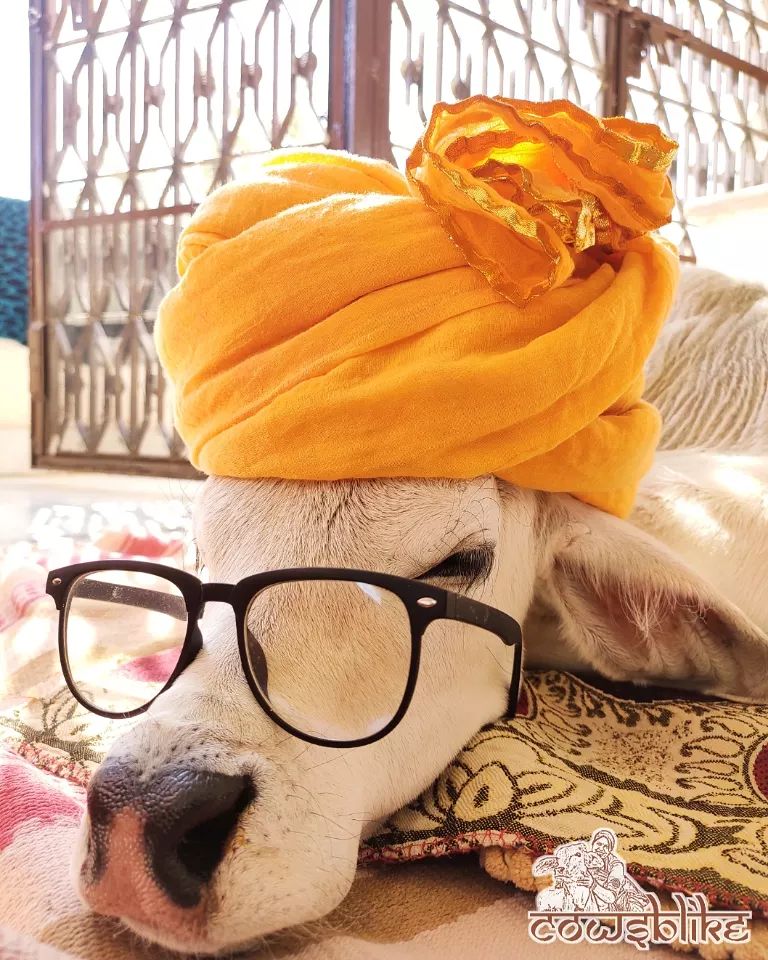 જ્યાં 3 ગાયો ઘરના સભ્યની જેમ રહે છે: વ્યક્તિગત બેડરૂમ, ગાદીવાળો પલંગ બધું જ છે, જુઓ આ ફોટાઓ. 2 263635246 456612839453826 4709298130753227755 n