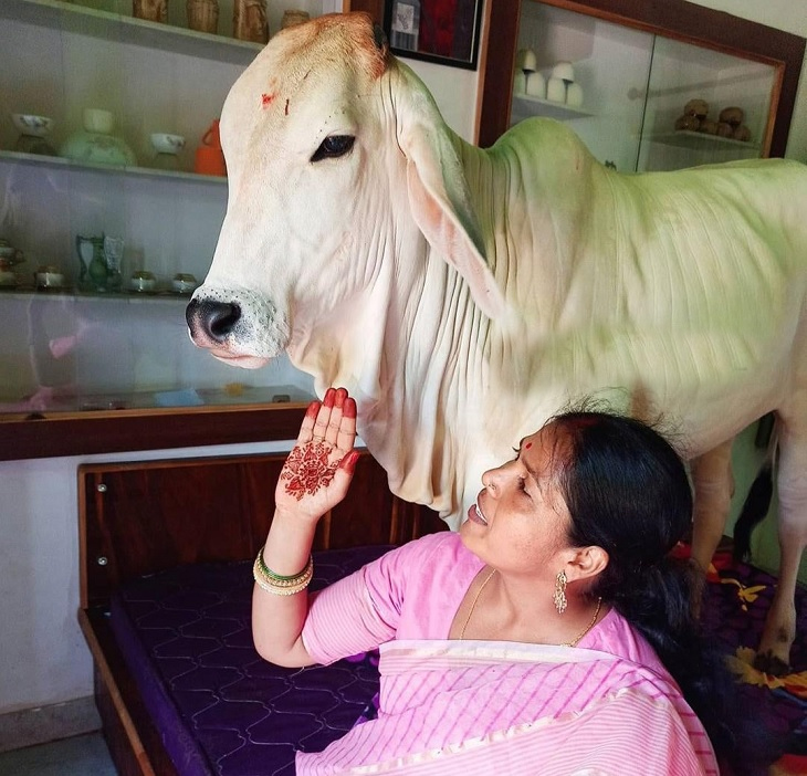 જ્યાં 3 ગાયો ઘરના સભ્યની જેમ રહે છે: વ્યક્તિગત બેડરૂમ, ગાદીવાળો પલંગ બધું જ છે, જુઓ આ ફોટાઓ. 3 COWSBLIKE 02.01.22 1