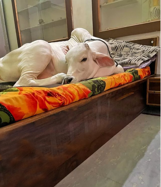 જ્યાં 3 ગાયો ઘરના સભ્યની જેમ રહે છે: વ્યક્તિગત બેડરૂમ, ગાદીવાળો પલંગ બધું જ છે, જુઓ આ ફોટાઓ. 4 COWSBLIKE 02.01.22 2