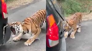 વાઘે તેના દાંતથી પકડી કાર ખેચી લીધી, આનંદ મહિન્દ્રાએ કહ્યું- 'અમારા વાહનો ટેસ્ટી છે.' 3 download 32