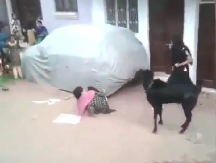 આ બકરો કોઈ WWE રેસલરથી ઓછો નથી, છોકરીને એક જ ઝાટકે આપી હતી જબરદસ્ત ટક્કર, જુઓ ફોટાઓ. 4 goat attack 2 700x527 1