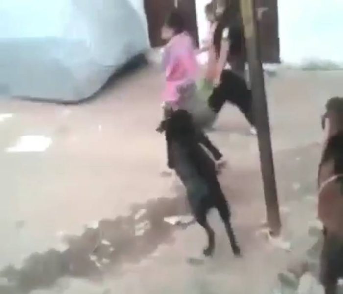 આ બકરો કોઈ WWE રેસલરથી ઓછો નથી, છોકરીને એક જ ઝાટકે આપી હતી જબરદસ્ત ટક્કર, જુઓ ફોટાઓ. 2 goat attack 3 700x601 1