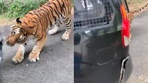 વાઘે તેના દાંતથી પકડી કાર ખેચી લીધી, આનંદ મહિન્દ્રાએ કહ્યું- 'અમારા વાહનો ટેસ્ટી છે.' 4 images 83