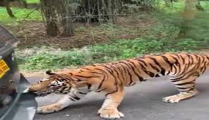વાઘે તેના દાંતથી પકડી કાર ખેચી લીધી, આનંદ મહિન્દ્રાએ કહ્યું- 'અમારા વાહનો ટેસ્ટી છે.' 5 images 84