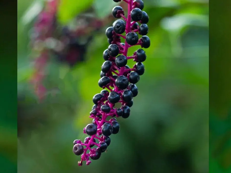 beware-of-beautiful-looking-fruits-they-are-counted-among-the-most-poisonous-fruits-in-the-world