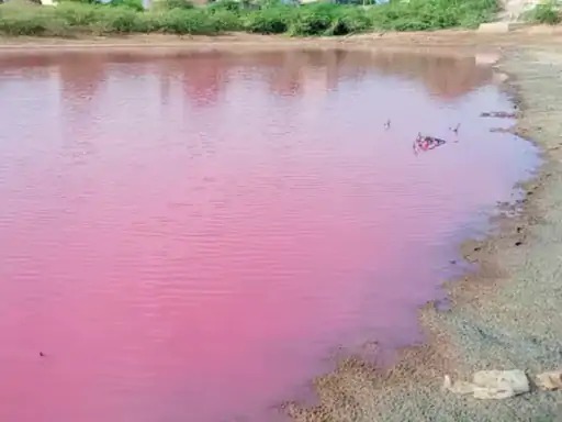 The lake turned red overnight in this village! Do you know what happened?