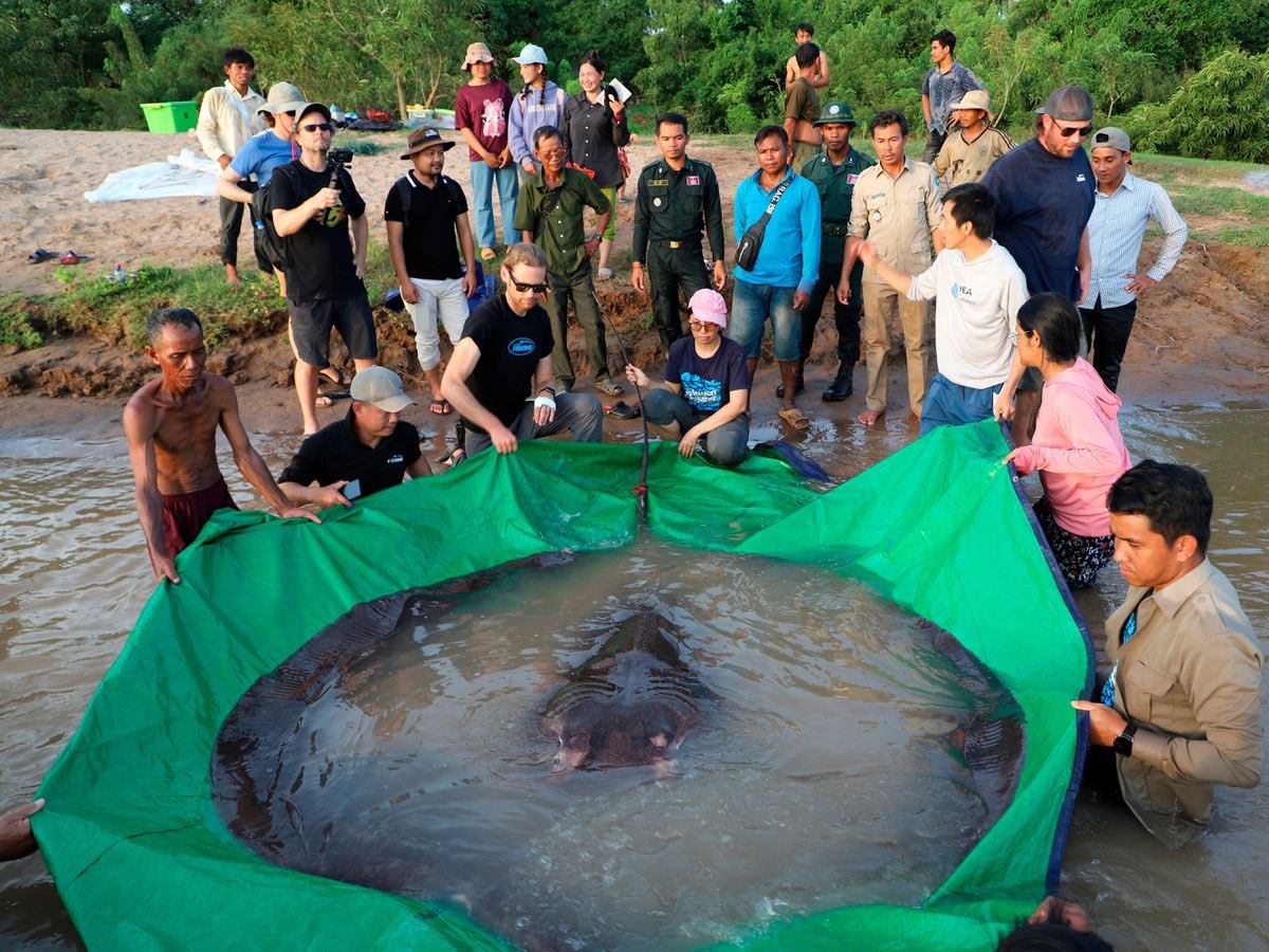 The world's largest fish found here! Surprise to know the size
