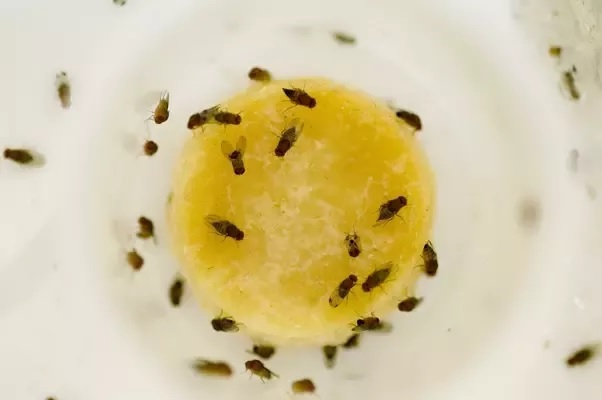 Even a small fly can be a nuisance at home! This home remedy will get rid of flies