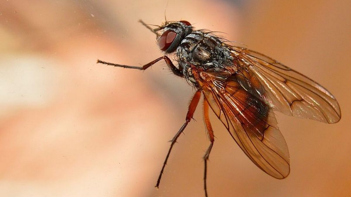 Even a small fly can be a nuisance at home! This home remedy will get rid of flies
