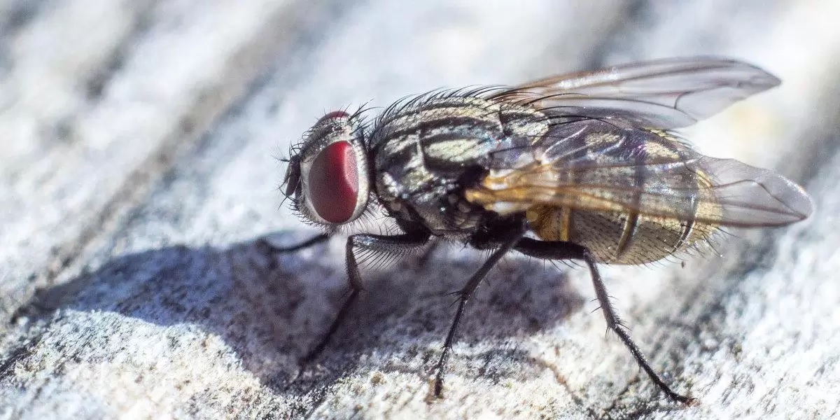 Even a small fly can be a nuisance at home! This home remedy will get rid of flies