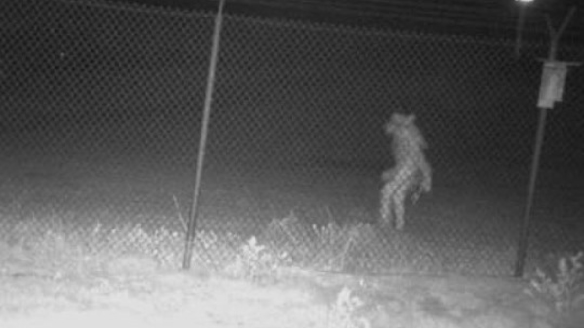 Strange animal found outside a zoo in America! Loco said: Not an alien?