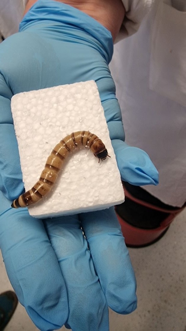 Found alternative to plast pollution! These worms use thermocol and plastic as food
