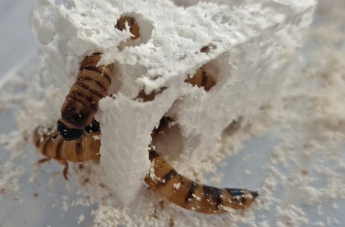 Found alternative to plast pollution! These worms use thermocol and plastic as food