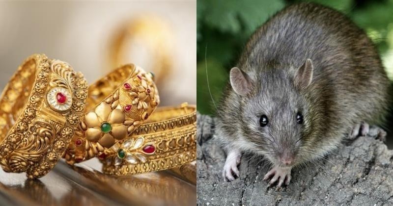 Let's say this rat stole 10 tolas of gold!