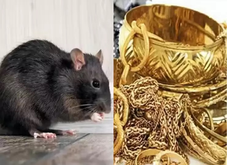 Let's say this rat stole 10 tolas of gold!