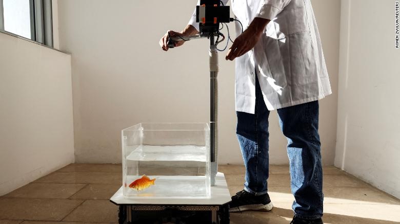 Speak up! In this country, fish are trained to drive cars!