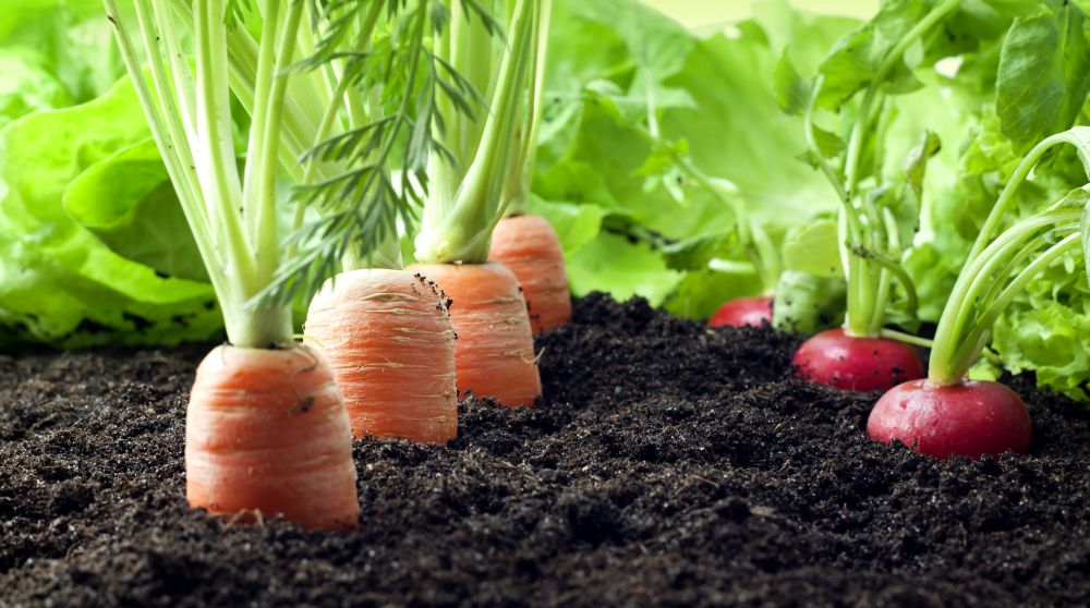 5 schemes promoting organic farming in India