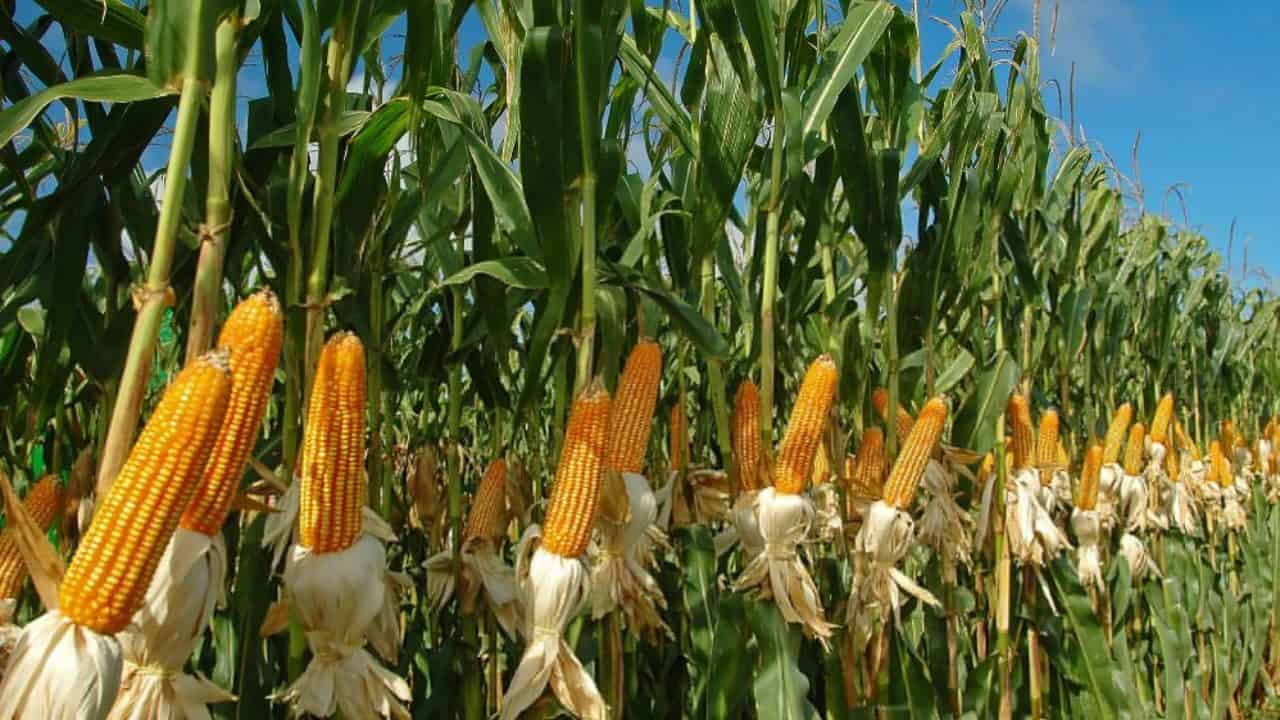 Corn 1