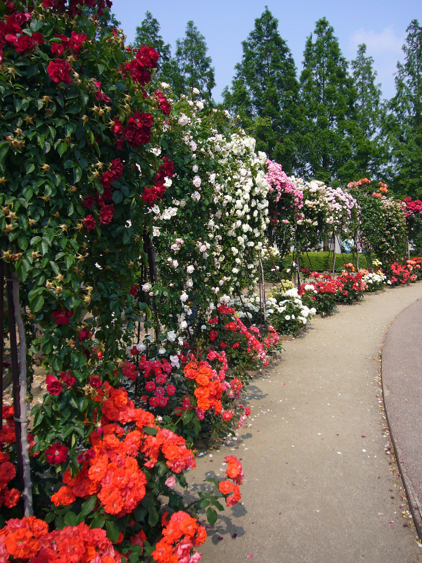 14 23 137159425aramaki rose park04s2400