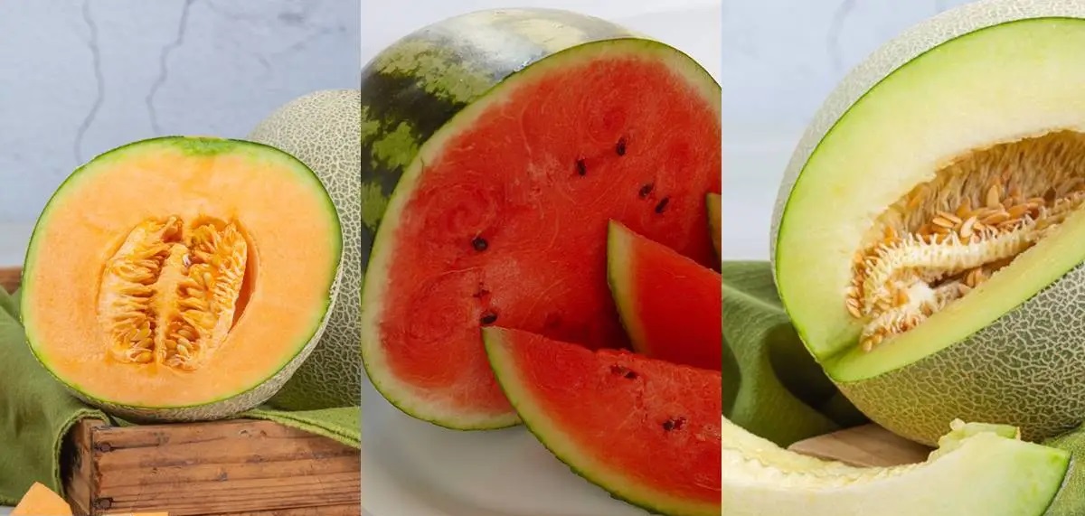 watermelon vs muskmelon.3