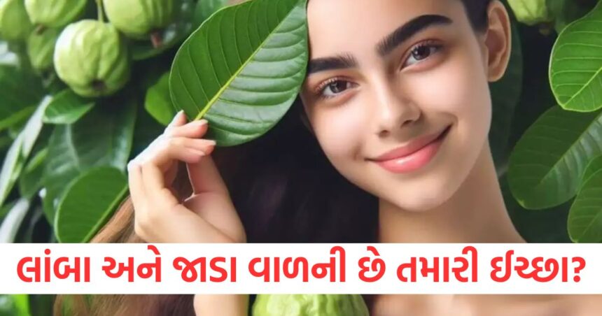 લાંબા અને જાડા વાળની છે તમારી ઈચ્છા? તો કરો આ ફળના પાંદડાઓનો ઉપયોગ થઇ જશે તમારી ઈચ્છા પુરી 1 GUJJU MEDIA FEATURE PHOTO 10 7