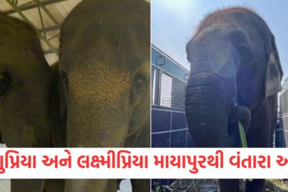 GUJJU MEDIA FEATURE PHOTO 5 8