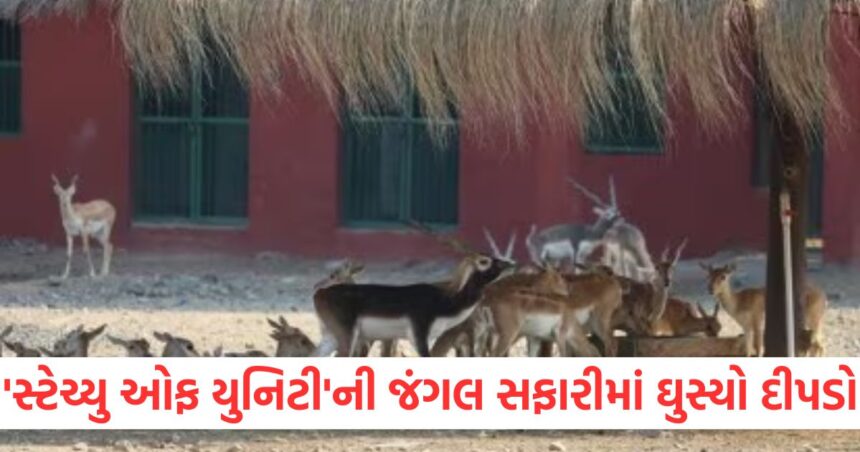 'સ્ટેચ્યુ ઓફ યુનિટી'ની જંગલ સફારીમાં ઘુસ્યો દીપડો, એક હરણને ફાડી ખાધું તો તેના આઘાતમાં સાતના મોત 1 GUJJU MEDIA FEATURE PHOTO 6 2