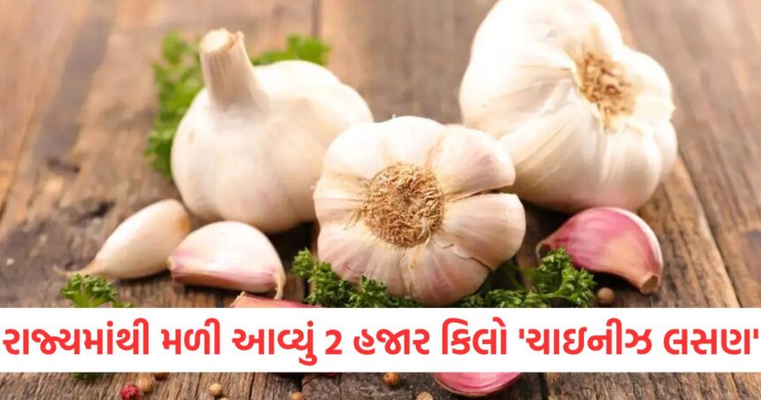 રાજ્યમાંથી મળી આવ્યું 2 હજાર કિલો 'ચાઇનીઝ લસણ', ક્યાંક તમારા રસોડામાં પણ નથી આવી ગયુંને 1 GUJJU MEDIA FEATURE PHOTO 6 3