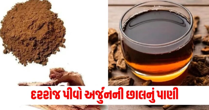 દરરોજ અર્જુનની છાલનું પાણી પીવો, બીપી અને સુગર સહિત ઘણી સમસ્યાઓ માટે રામબાણ ઈલાજ છે 1 arjun ki chaal health benefits from blood pressure to diabetes