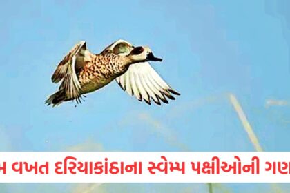 counting of coastal marsh birds for first time in india counting will continue from today till 5 january