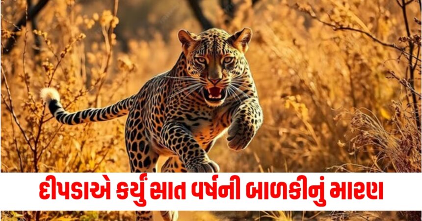 અમરેલીમાં દીપડાએ કર્યું સાત વર્ષની બાળકીનું મારણ, વન વિભાગ લાગી પકડવા માટે કામે 1 minor girl killed in leopard attack in gujarat amreli cages put up to trap