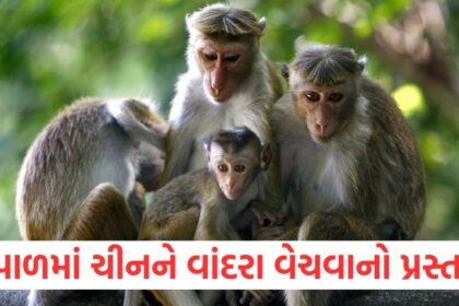 Why does this neighboring country of India want to sell monkeys to China A big reason has come to light1