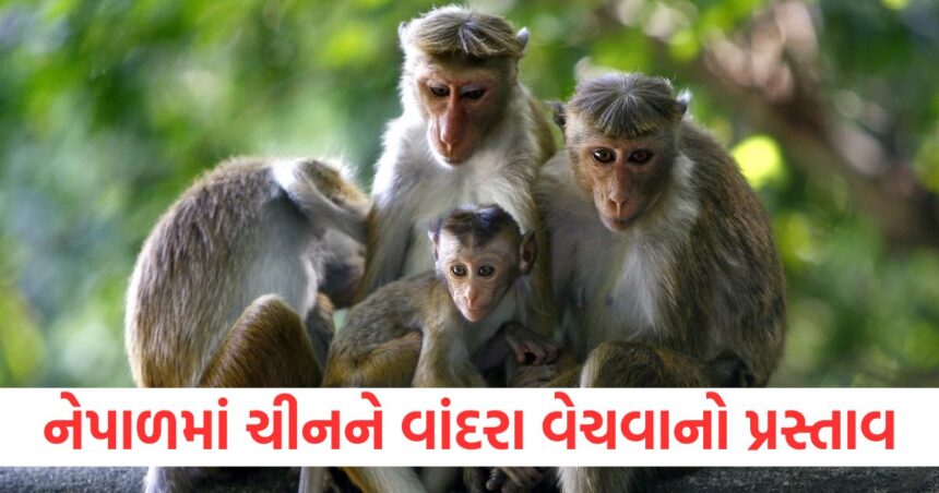 ભારતનો આ પડોશી દેશ ચીનને વાંદરાઓ કેમ વેચવા માંગે છે? મોટું કારણ આવ્યું સામે 1 Why does this neighboring country of India want to sell monkeys to China A big reason has come to light1