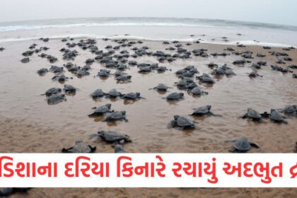 amazing video lakhs of turtles reached beach of odisha laid more than 5 5 lakh eggs1