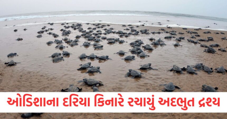 ઓડિશાના દરિયા કિનારે જોવા મળ્યો એક અદભુત નજારો, લાખોની સંખ્યામાં પહોંચ્યા કાચબા મૂક્યા આટલા ઈંડા 1 amazing video lakhs of turtles reached beach of odisha laid more than 5 5 lakh eggs1