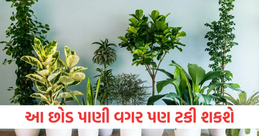 આ છોડ પાણી વગર પણ ટકી શકશે, વર્ષો સુધી નથી સુકાતા, બાલ્કનીમાં સરળતાથી વાવી શકાશે 1 what is the lowest maintenance plant survive the longest without water grow in balcony1