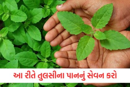 weight loss tips tulsi leaves benefits know here right way eating consuming vajan kam karne ke lie kya kare